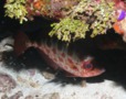 Bigeyes - Glasseye Snapper - Heteropriacanthus cruentatus