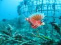 Lionfish - Lionfish - Pterois miles