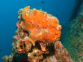 Frogfish - Painted Frogfish - Antennarius pictus