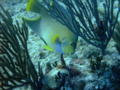 Angelfish - Blue Angelfish - Holacanthus bermudensis