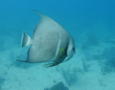 Angelfish - Gray Angelfish - Pomacanthus arcuatus