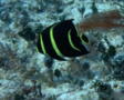 Angelfish - Gray Angelfish - Pomacanthus arcuatus