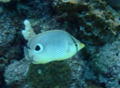 Butterflyfish - Foureye Butterflyfish - Chaetodon capistratus