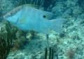 Hogfish - Hogfish - Lachnolaimus maximus