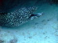 Moray - Spotted Moray - Gymnothorax moringa