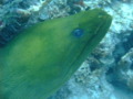 Moray - Green Moray - Gymnothorax funebris