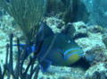 Triggerfish - Queen Triggerfish - Balistes vetula