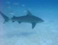 Sharks - Bull Shark - Carcharhinus leucas