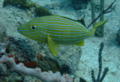 Grunts - Bluestriped Grunt - Haemulon sciurus