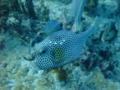 Trunkfish - Spotted Trunkfish - Lactophrys bicaudalis