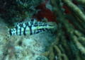 Seabasses - Harlequin Bass - Serranus tigrinus