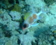 Squirrelfish - Longspine Squirrelfish - Holocentrus rufus