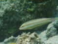 Wrasse - Slippery Dick - Halichoeres bivittatus