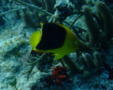 Angelfish - Rock Beauty - Holacanthus tricolor