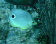 Butterflyfish - Foureye Butterflyfish - Chaetodon capistratus