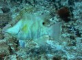 Hogfish - Hogfish - Lachnolaimus maximus