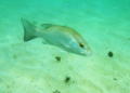 Snappers - Gray Snapper - Lutjanus griseus