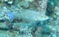 Parrotfish - Longnose Parrotfish - Hipposcarus harid