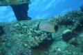 Butterflyfish - Chevroned Butterflyfish - Chaetodon trifascialis