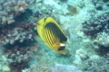 Butterflyfish - Striped Butterflyfish(Red Sea Racoon Butterflyfish) - Chaetodon fasciatus