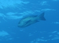 Snappers - Black Snapper - Macolor niger