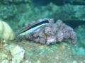 Wrasse - Bluestreak Cleaner Wrasse - Labroides dimidiatus