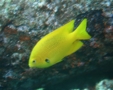 Damselfish - Sulphur Damselfish - Pomacentrus sulfureus