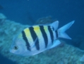 Damselfish - Indo-Pacific Sergeant - Abudefduf vaigensis