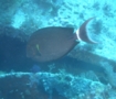 Surgeonfish - Black Surgeonfish - Acanthurus gahhm