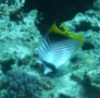 Butterflyfish - Threadfin Butterflyfish - Chaetodon auriga