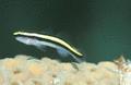 Gobies - Sharknose Goby - Elacatinus evelynae