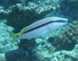 Goatfish - Red Sea goatfish - Parupeneus forsskali