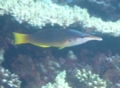 Wrasse - Bird Wrasse - Gomphosus caeruleus