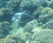 Surgeonfish - Sohal Surgeonfish - Acanthurus sohal