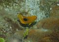 Angelfish - Rock Beauty - Holacanthus tricolor