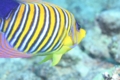 Angelfish - Royal Angelfish - Pygoplites diacanthus