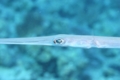 Pipefish - Bluespotted Cornetfish - Fistularia commersonii