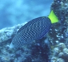 Wrasse - Yellowtail Wrasse - Anampses meleagrides