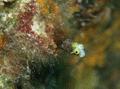 Blennies - Spinyhead Blenny - Acanthemblemaria spinosa