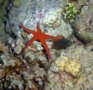 Starfish - Pearl Sea Star - Fromia monilis