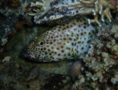 Groupers - Greasy Grouper - Epinephelus tauvina