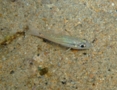 Cardinalfish - Spiny-head Cardinalfish - Apogon urostigma