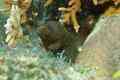 Moray - Goldentail Moray - Gymnothorax miliaris