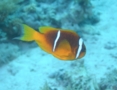 Damselfish - Red Sea Anemonefish - Amphiprion bicinctus