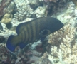 Groupers - Peacock Grouper - Cephalopholis argus