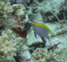 Damselfish - Black Damselfish - Neoglyphidodon melas