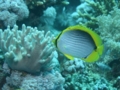 Butterflyfish - Black Backed Butterflyfish - Chaetodon melannotus