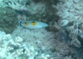 Wrasse - Clown Coris Wrasse - Coris aygula