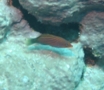 Wrasse - Sixline Wrasse - Pseudocheilinus hexataenia