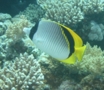 Butterflyfish - Lined Butterflyfish - Chaetodon lineolatus